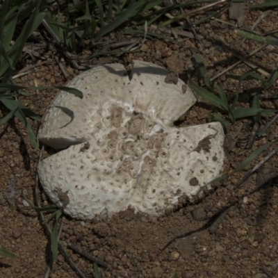 zz agaric (stem; gills white/cream) at Dunlop, ACT - 17 Dec 2018 by AlisonMilton