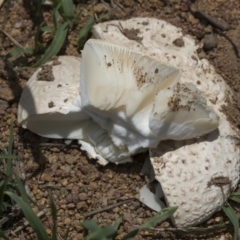 zz agaric (stem; gills white/cream) at Dunlop, ACT - 17 Dec 2018