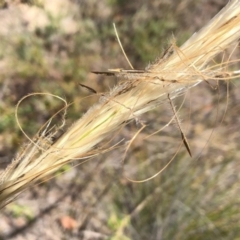 Austrostipa mollis (Soft Speargrass) at Narrabarba, NSW - 24 Nov 2015 by michaelb