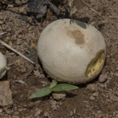 zz puffball at Dunlop, ACT - 17 Dec 2018 by AlisonMilton