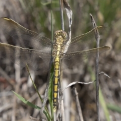 Orthetrum caledonicum (Blue Skimmer) at Dunlop, ACT - 17 Dec 2018 by AlisonMilton