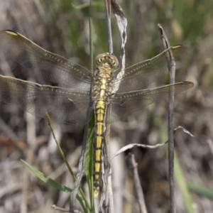 Orthetrum caledonicum at Dunlop, ACT - 17 Dec 2018