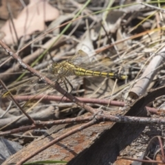 Orthetrum caledonicum at Dunlop, ACT - 17 Dec 2018