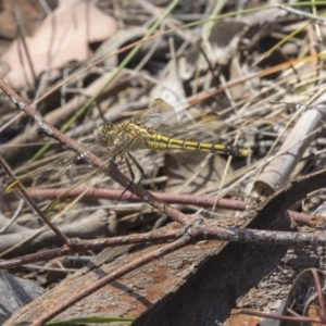 Orthetrum caledonicum at Dunlop, ACT - 17 Dec 2018