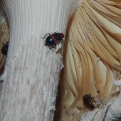Dicranolaius cinctus (Notched-leg Red & Blue Flower Beetle) at Hawker, ACT - 17 Dec 2018 by AlisonMilton