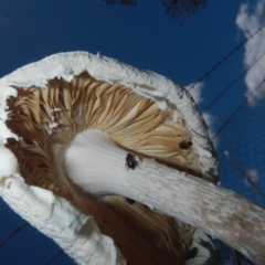 zz agaric (stem; gills white/cream) at Hawker, ACT - 17 Dec 2018 by Alison Milton