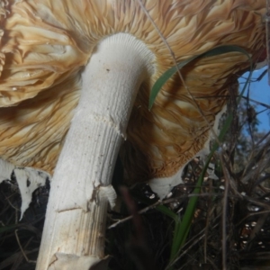 zz agaric (stem; gills white/cream) at Hawker, ACT - 17 Dec 2018 11:12 AM