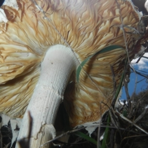 zz agaric (stem; gills white/cream) at Hawker, ACT - 17 Dec 2018 11:12 AM