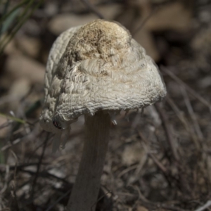 zz agaric (stem; gills white/cream) at Hawker, ACT - 17 Dec 2018 11:12 AM