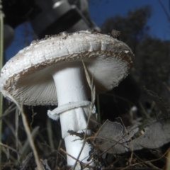 Amanita sp. (Amanita sp.) at Hawker, ACT - 17 Dec 2018 by AlisonMilton