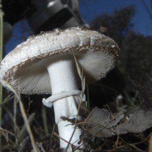 Amanita sp. at Hawker, ACT - 17 Dec 2018