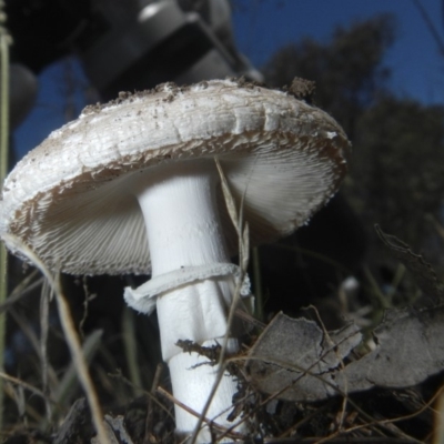 Amanita sp. (Amanita sp.) at Hawker, ACT - 17 Dec 2018 by AlisonMilton