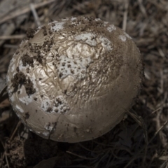 Amanita sp. at Hawker, ACT - 17 Dec 2018