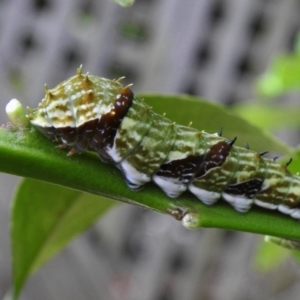 Papilio aegeus at Aranda, ACT - 19 Dec 2018