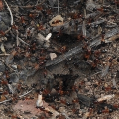 Camponotus consobrinus (Banded sugar ant) at Aranda, ACT - 19 Dec 2018 by KMcCue