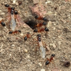 Camponotus consobrinus at Aranda, ACT - 19 Dec 2018