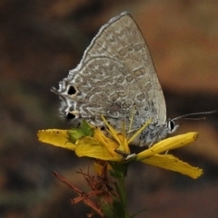 Jalmenus icilius (Amethyst Hairstreak) at Cotter River, ACT - 12 Dec 2018 by JohnBundock