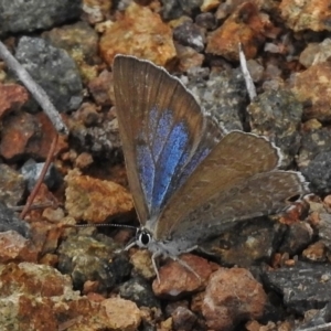 Jalmenus icilius at Cotter River, ACT - 12 Dec 2018 10:54 AM