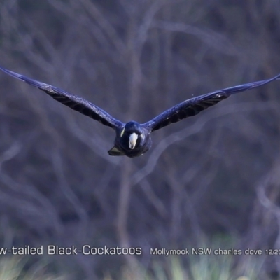 Zanda funerea (Yellow-tailed Black-Cockatoo) at Mollymook Beach, NSW - 16 Dec 2018 by CharlesDove