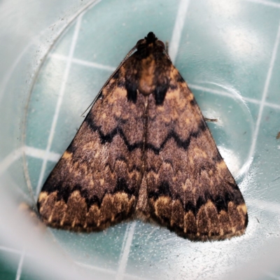 Mormoscopa phricozona (A Herminiid Moth) at O'Connor, ACT - 18 Dec 2018 by ibaird