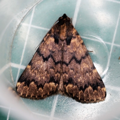 Mormoscopa phricozona (An Erebid Moth (Herminiinae) at O'Connor, ACT - 19 Dec 2018 by ibaird