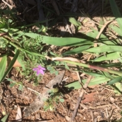 Erodium cicutarium (Common Storksbill, Common Crowfoot) at Griffith, ACT - 18 Dec 2018 by AlexKirk