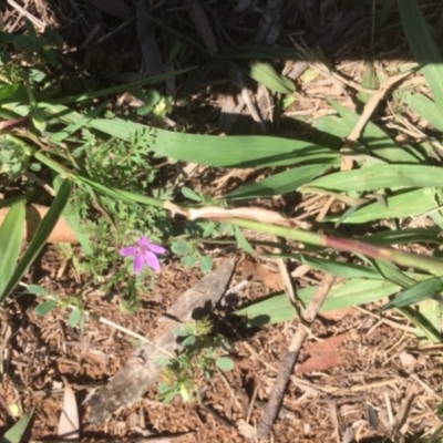 Erodium cicutarium (Common Storksbill, Common Crowfoot) at Griffith, ACT - 18 Dec 2018 by AlexKirk