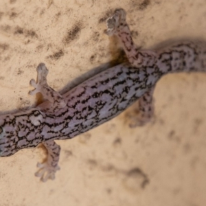 Christinus marmoratus at Chapman, ACT - 18 Dec 2018 05:03 PM