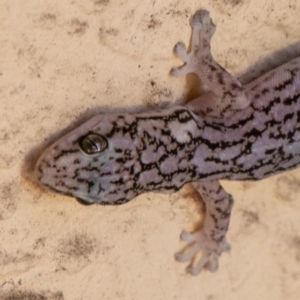 Christinus marmoratus at Chapman, ACT - 18 Dec 2018 05:03 PM