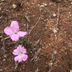 Convolvulus angustissimus subsp. angustissimus (Australian Bindweed) at Griffith Woodland - 15 Dec 2018 by AlexKirk