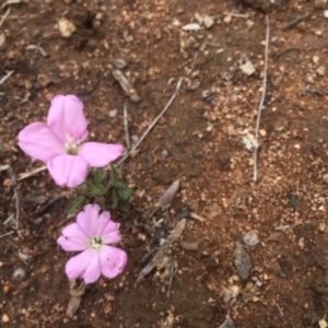 Convolvulus angustissimus subsp. angustissimus at Griffith, ACT - 16 Dec 2018 10:44 AM