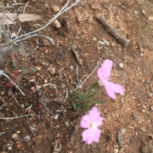 Convolvulus angustissimus subsp. angustissimus at Griffith, ACT - 16 Dec 2018