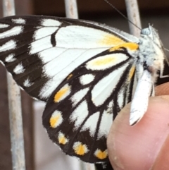 Belenois java (Caper White) at Lower Boro, NSW - 16 Dec 2018 by mcleana