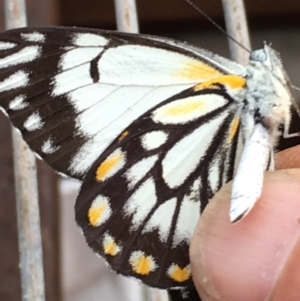 Belenois java at Lower Boro, NSW - 16 Dec 2018 06:29 PM