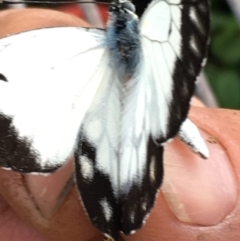 Belenois java at Lower Boro, NSW - 16 Dec 2018 06:29 PM