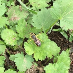 Bembix sp. (genus) at Stromlo, ACT - 16 Dec 2018 10:41 AM