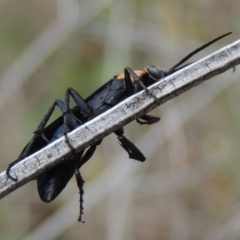 Ferreola handschini (Orange-collared Spider Wasp) at Tharwa, ACT - 9 Dec 2018 by MichaelBedingfield