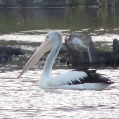 Pelecanus conspicillatus (Australian Pelican) at Greenway, ACT - 18 Dec 2018 by MichaelBedingfield