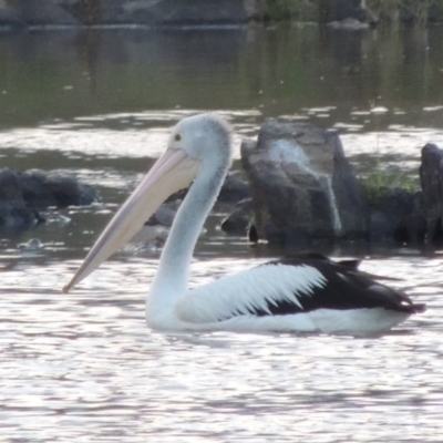 Pelecanus conspicillatus (Australian Pelican) at Greenway, ACT - 18 Dec 2018 by michaelb