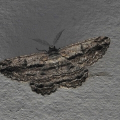 Scioglyptis chionomera (Grey Patch Bark Moth) at Paddys River, ACT - 14 Dec 2018 by JohnBundock