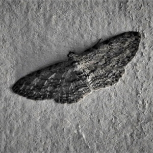 Psilosticha pristis at Paddys River, ACT - 14 Dec 2018