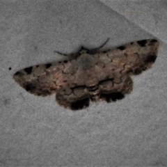 Sandava xylistis (Rusty Snout) at Paddys River, ACT - 14 Dec 2018 by JohnBundock