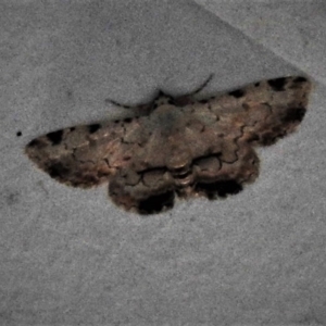 Sandava xylistis at Paddys River, ACT - 14 Dec 2018 11:12 AM