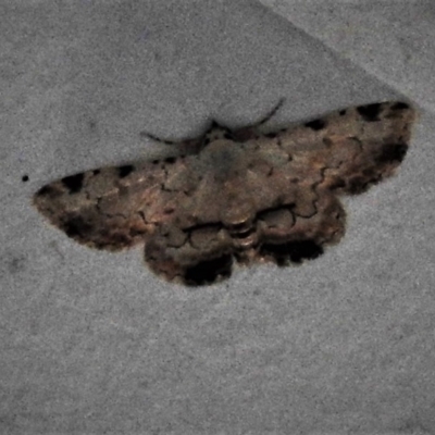 Sandava xylistis (Rusty Snout) at Paddys River, ACT - 14 Dec 2018 by JohnBundock