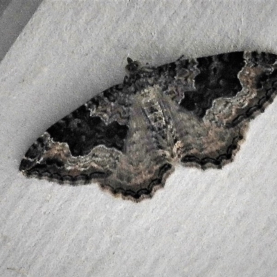 Larentiinae (subfamily) (A geometer moth) at Paddys River, ACT - 14 Dec 2018 by JohnBundock