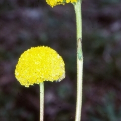 Craspedia canens (Grey Billy Buttons) at Mallacoota, VIC - 20 Sep 1998 by BettyDonWood