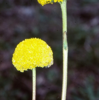 Craspedia canens (Grey Billy Buttons) at Mallacoota, VIC - 19 Sep 1998 by BettyDonWood