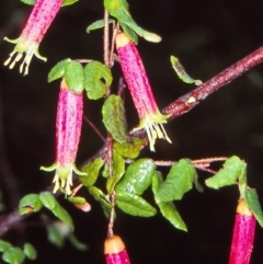 Correa reflexa var. reflexa (Common Correa, Native Fuchsia) at Croajingolong National Park (Vic) - 6 Aug 1998 by BettyDonWood