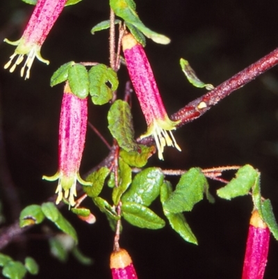 Correa reflexa var. reflexa (Common Correa, Native Fuchsia) at Genoa, VIC - 6 Aug 1998 by BettyDonWood