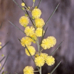 Acacia genistifolia (Early Wattle) at Nadgee State Forest - 5 Jul 1996 by BettyDonWood
